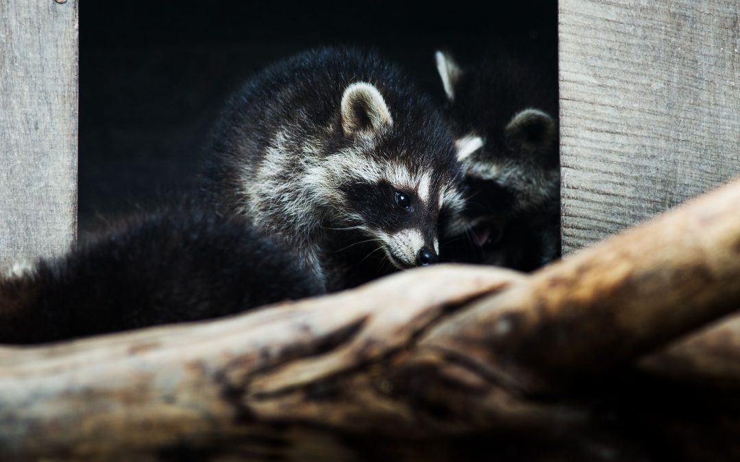 Skunk Removal in Westfield, MA: Managing Skunk Encounters