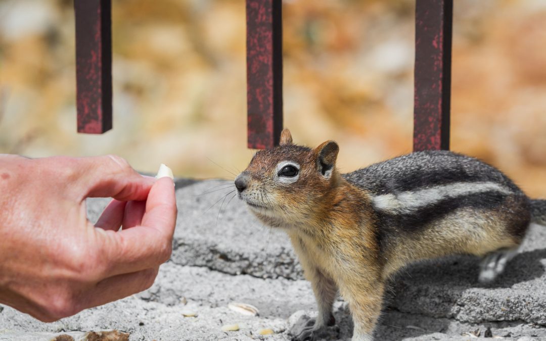 Expert Service for Squirrel Removal in Westfield, MA