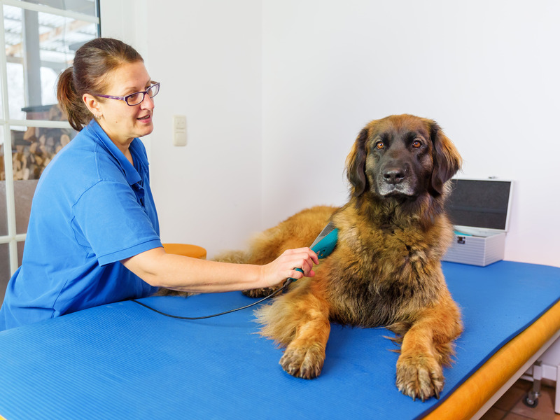 The Importance of Dog Grooming in Wisconsin Rapids, WI for Your Pet’s Health