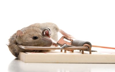 Rodent Problems? Get Trusted Rodent Removal in Westfield, MA
