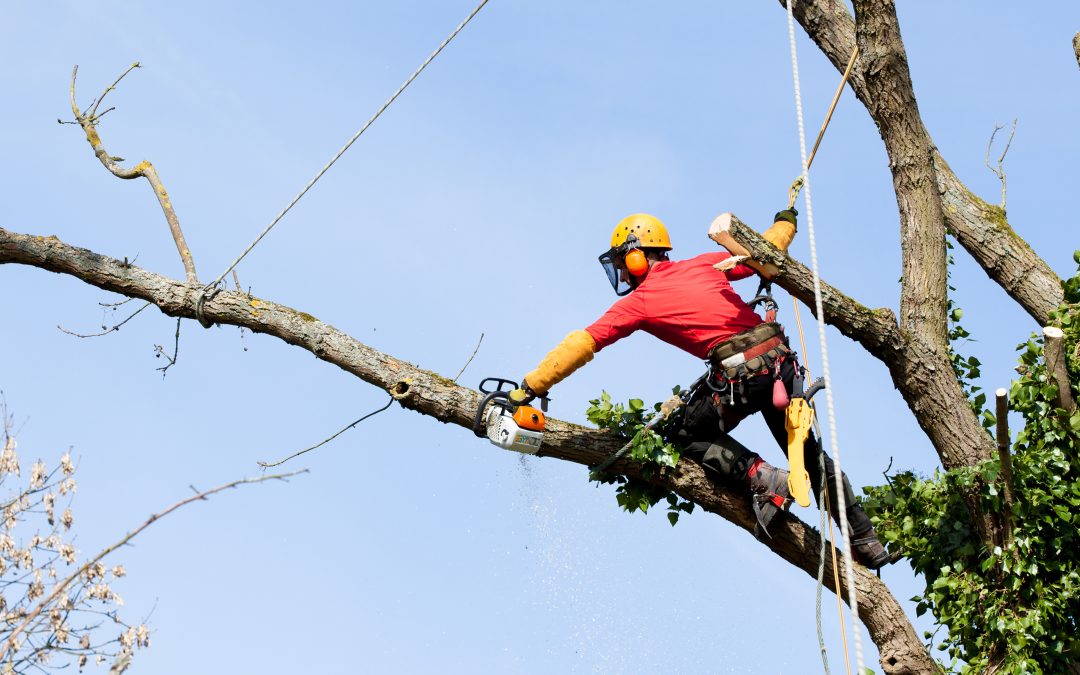 How Tree Removal Services Largo, FL, Help Homeowners Prevent Storm Damage and Hazards