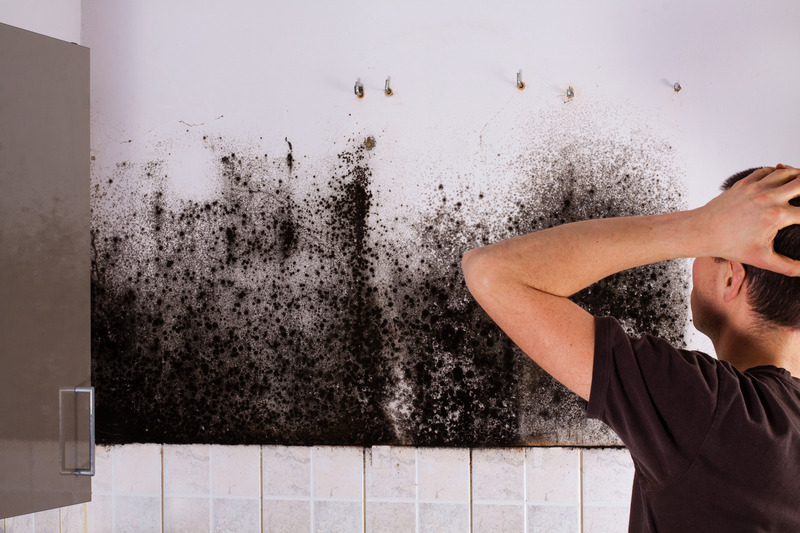 Signs You Need a Mold Specialist Tampa for a Safe and Healthy Environment