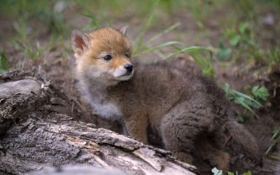 Humane Wildlife Eviction Westfield, MA, Offers Safe Removal for Peace of Mind