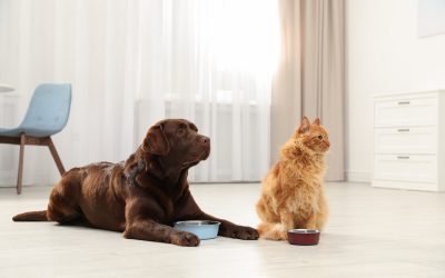 Keep Your Home Cleaner With Regular Pet Grooming Wisconsin Rapids WI Solutions