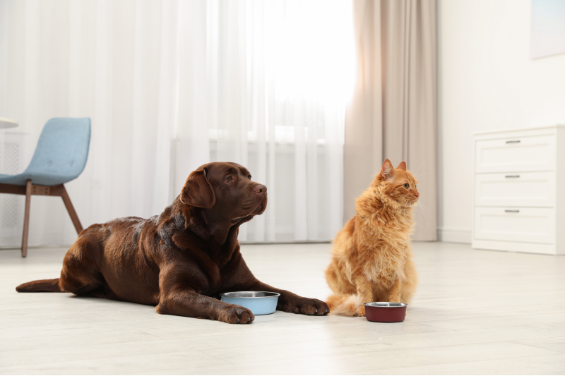 Keep Your Home Cleaner With Regular Pet Grooming Wisconsin Rapids WI Solutions
