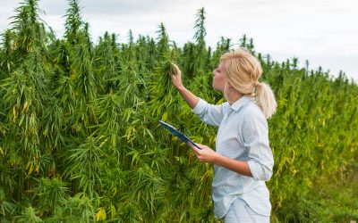 Surprising Benefits of Choosing Dispensary Weed NYC for Your Wellness Routine