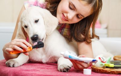 Find StressFree Solutions for Busy Owners with Pet Daycare Wisconsin Rapids WI