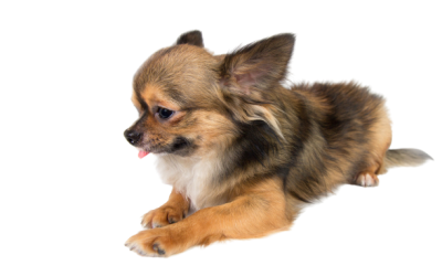 The Benefits of Dachshund Adoption in San Jose, CA, for First-Time Pet Owners