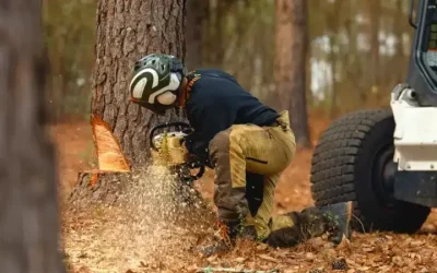 Enhancing Your Landscape With a Tree Service Company in Senoia, GA, Recommends