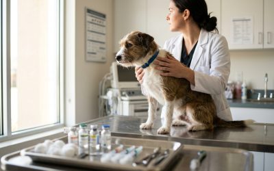 Understanding Core and Noncore Dog Vaccines in Indianapolis, IN